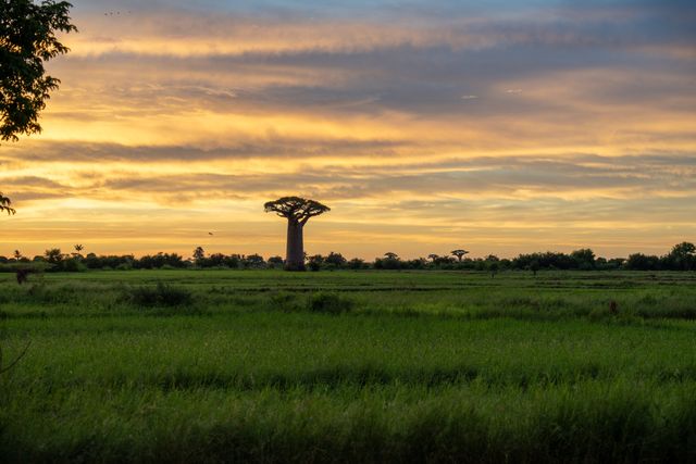 L'Allée des Baobabs